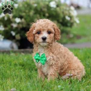 Rider, Miniature Poodle Puppy